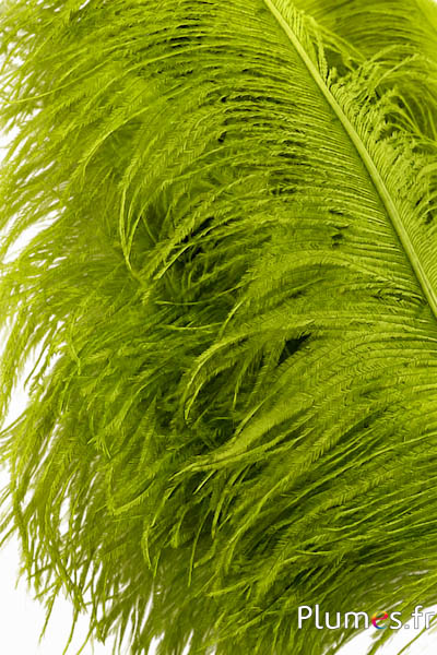Struisvogel premium - 50-60 cm - fluo appelgroen